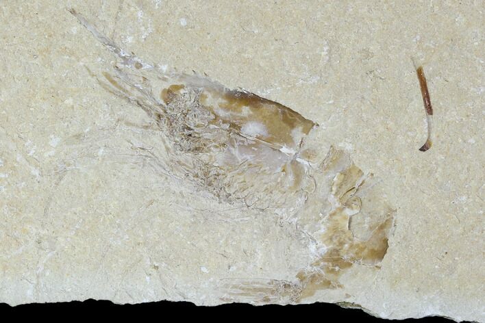 Cretaceous Fossil Shrimp - Lebanon #107682